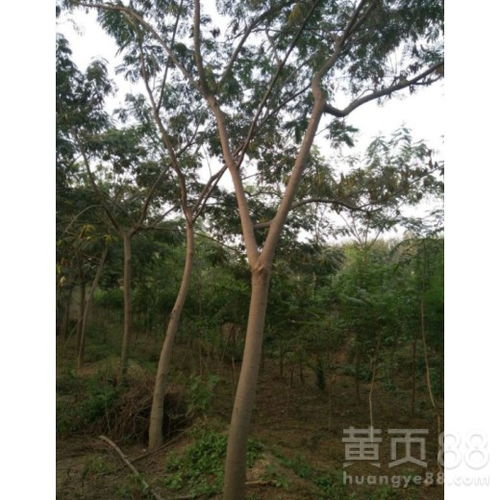 【南昌合欢树种植基地】- 黄页88网