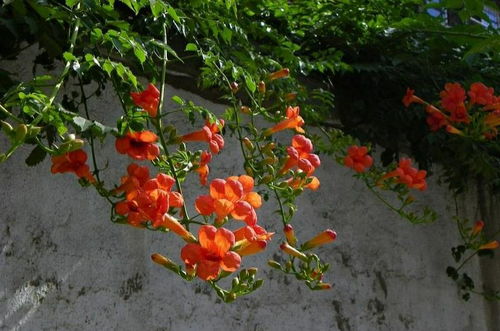 凌霄花有4怕,巧妙避开,花朵鲜艳又多姿,清凉一夏天