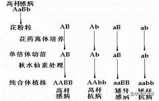 高考生物的答题规范与技巧