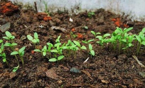 春季是播种的季节,记住四要点,提高出苗率,棵棵都成活