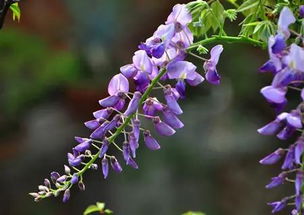 解酒妙方 葛花解酲汤