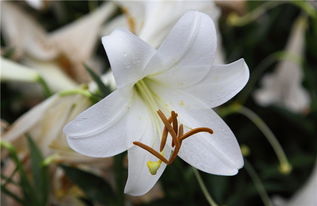 百合花盆栽的种植方法