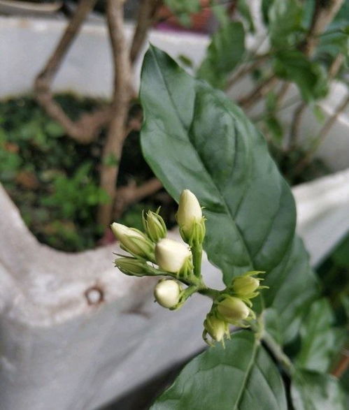 茉莉花买回家,叶子枯萎花苞掉落,茉莉到底怎么养