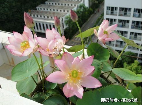 花市上4种花别买,菜莲会被当做碗莲卖,跟着养护专家学起来