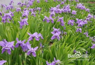 鸢尾花培育技术 