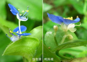 饭包草与鸭跖草 饭包草图片 