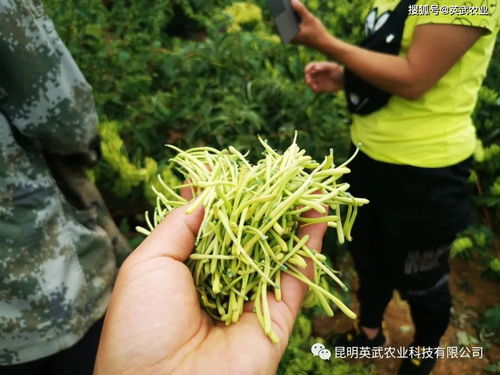 金银花种植技术和管理经验