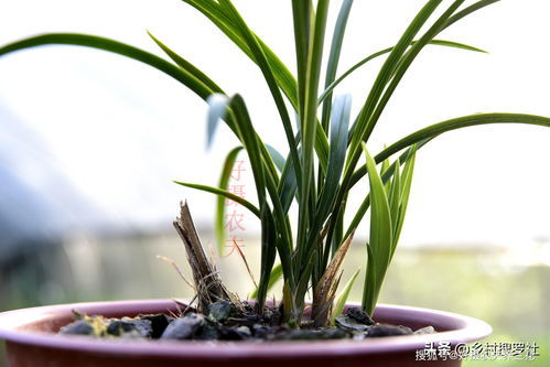 球兰花的种植方法及养护