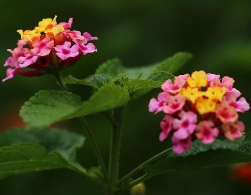 3月30日后,惹不起的4生肖,横财桃花,双喜临门,幸福美满