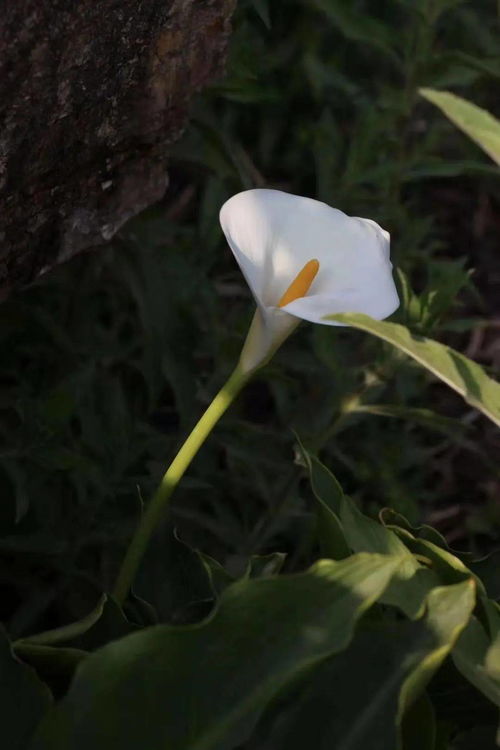 云师生物多样性 探秘云师植物王国