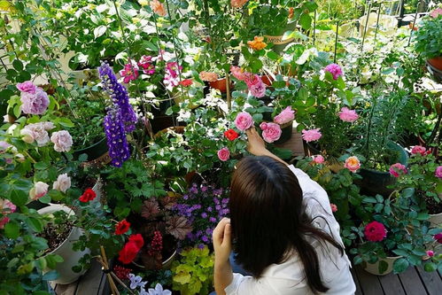 这三种花,花期长 花量大,能把阳台打造成一个漂亮的 花园