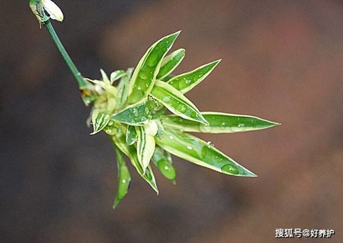 做到这一点,吊兰一年开花几次