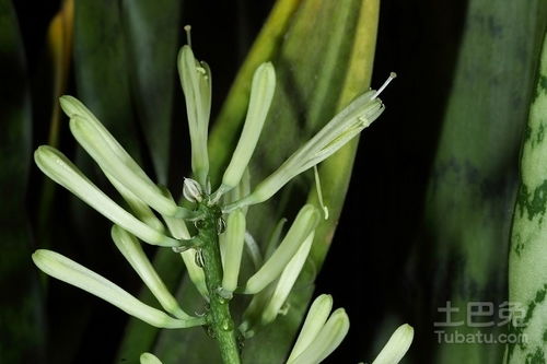 虎皮兰开花吗 虎皮兰开花的详情和养殖方法