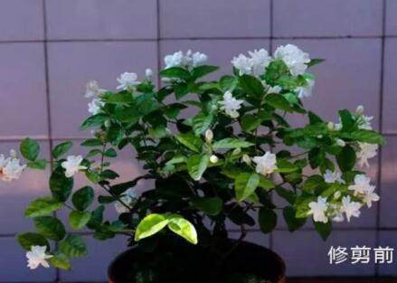 茉莉花,长寿花冬季这样养一养,新枝不断,来年花芽蹭蹭冒