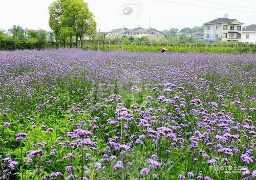 柳叶马鞭草简介及养殖方法