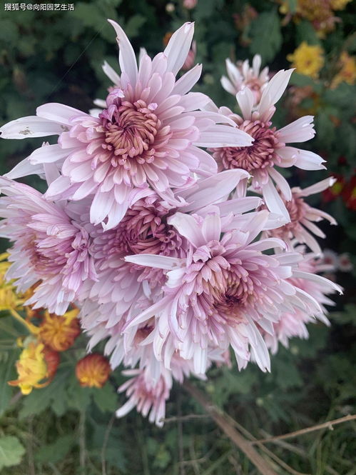 秋冬季节,家里一定要养盆菊花,花中之王,开花巨漂亮