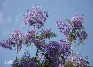 台湾种蓝花楹为何开花还有叶子 