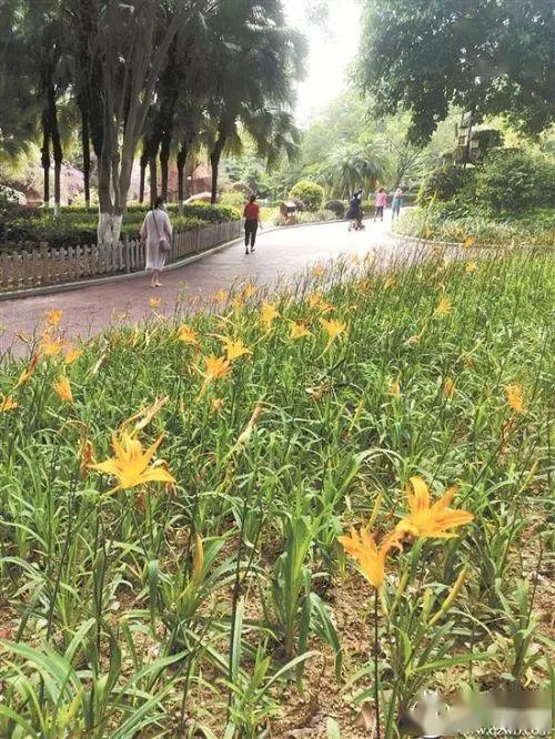 注意 公园有毒橙色花儿酷似黄花菜 有人随手采了要吃