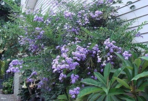 花朵像蕾丝般的蕾丝金露花,有奶油香味,高温暴晒养护才好开花