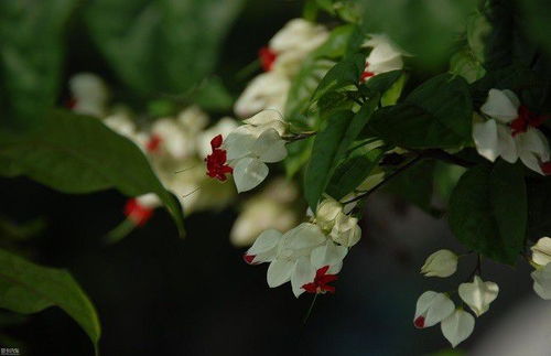 龙吐珠为什么不开花 龙吐珠不开花怎么办