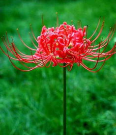 图片分享 红花石蒜种植技术