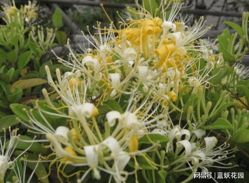 天然香水金银花,能爬上墙也能缩成盆景,在家种一棵满院飘香 盆栽 月季花 植物 种植 网易订阅 