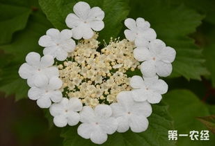 琼花怎么养 琼花的养殖方法和注意事项