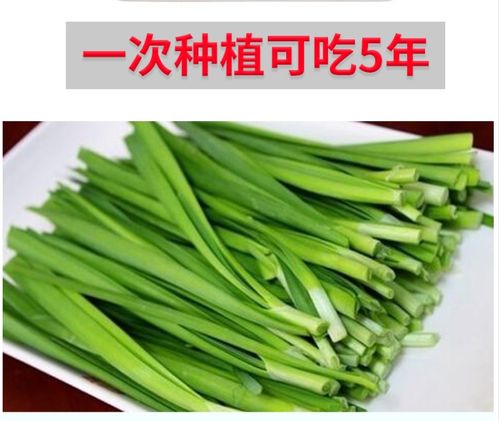 阳台韭菜种植的3个 小技巧 , 吃不完 的韭菜