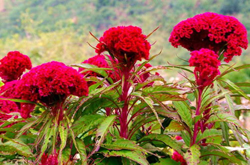 花卉养殖小课堂 鸡冠花的花期是什么时候 在花期要怎么养护