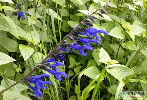 鼠尾草 鼠尾草养殖方式 鼠尾草图片四季表现 鼠尾草鼠尾草属 