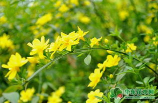 迎春花是几月份开 花色是什么颜色 迎春花图片大全