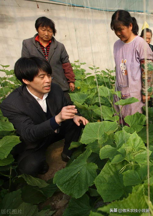 农技小课堂 种植 黄瓜发生 花打顶 问题不用愁,诱发原因和解决方法这都有