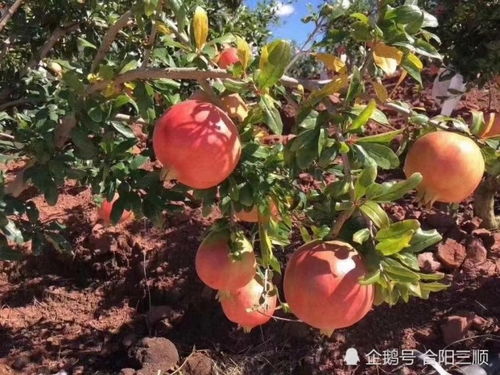 石榴成熟季节