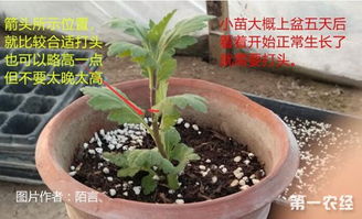 长寿花 菊花等要摘心打顶吗 怎么给长寿花和菊花摘心打顶