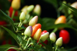 这6种观果植物不但好看还易养活 