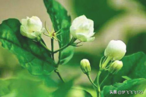 茉莉花的养殖方法和注意事项 茉莉的养殖方法和注意事项