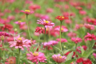 洨河畔花海盛放各色鲜花流光焕彩