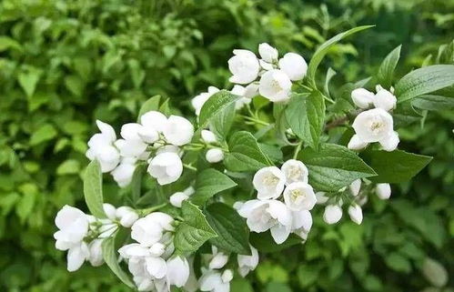 冬天这八种植物一定要修剪,不然明年都来不及了