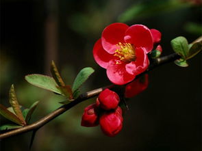 喜悦汇常识 赏花知花名,不负赏花情 