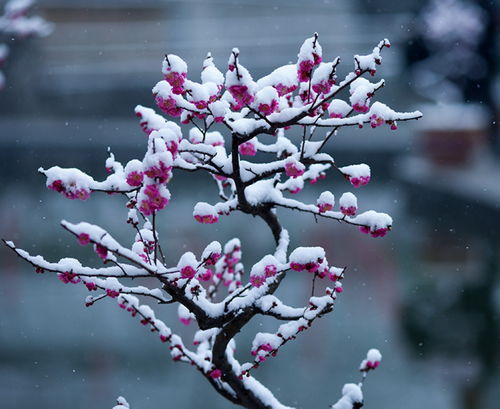 最漂亮的雪中红梅图片