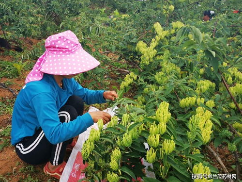 在云南种好金银花,应该要掌握栽培管理要点你知道多少