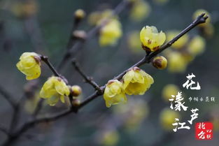 九峰山腊梅已稍然开放 美的不像话...