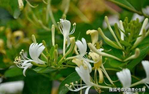 金银花施肥用什么肥料 金银花用什么叶面肥 金银花怎么用肥料