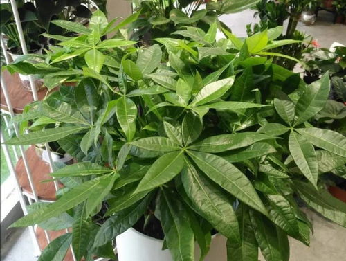 5种观叶植物,秋天施足肥料,长得枝繁叶茂