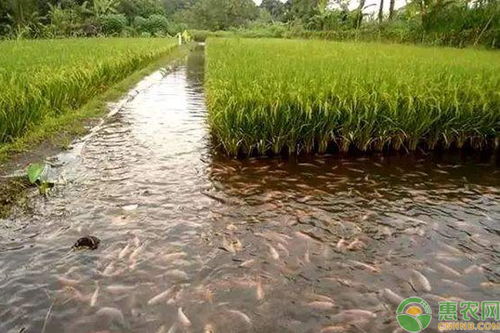 鲫鱼喜欢吃什么食物 人工养饲喂什么