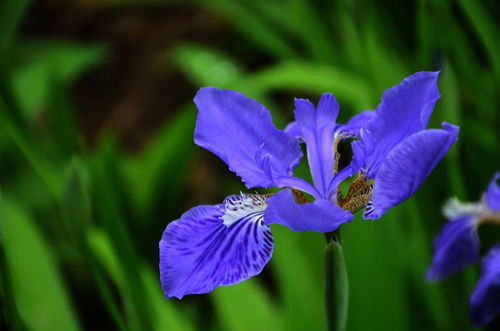 鸢尾花