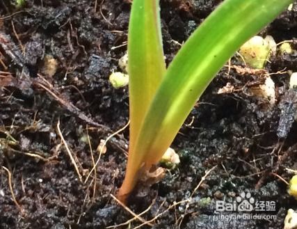 风雨兰种球种植方法