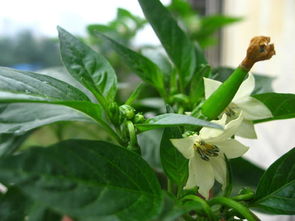 据说城里人都这样玩 阳台花盆里不种点香料草药怎么行