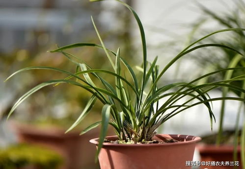 种植兰花用饼肥,不发酵也可以用 兰友 这样没问题