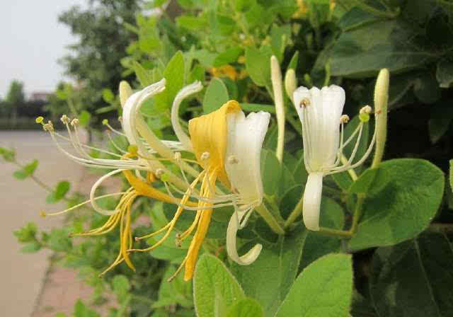 栀子花 金银花 茉莉养好久不开花怎么办